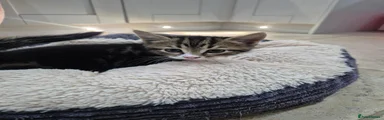 Tabby boy