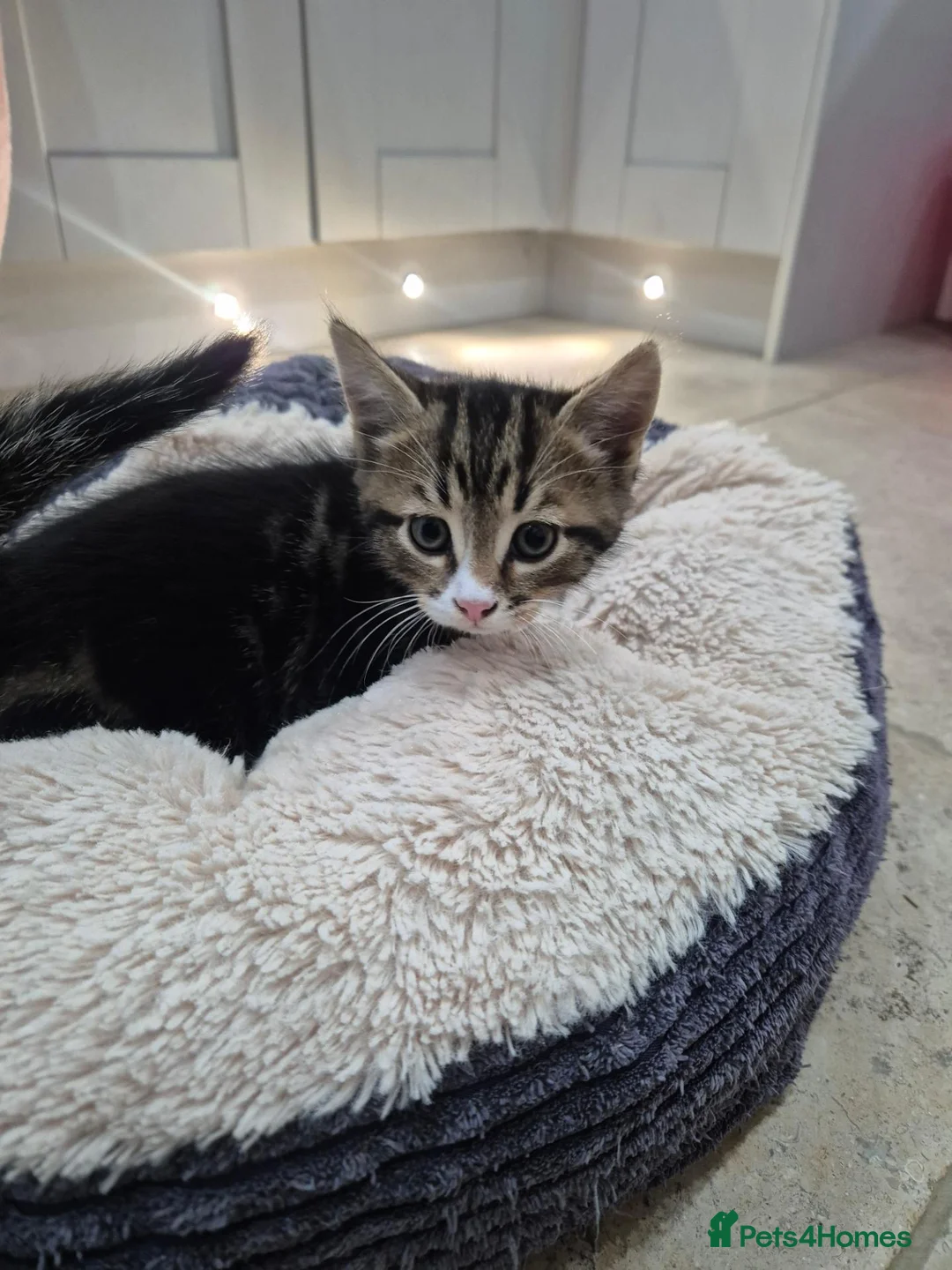 Mixed Breed cats for sale: Kittens Ready for loving homes - Advert 8