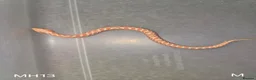 Snake reptiles for sale: Baby Hognoses in Wokingham - Advert 2