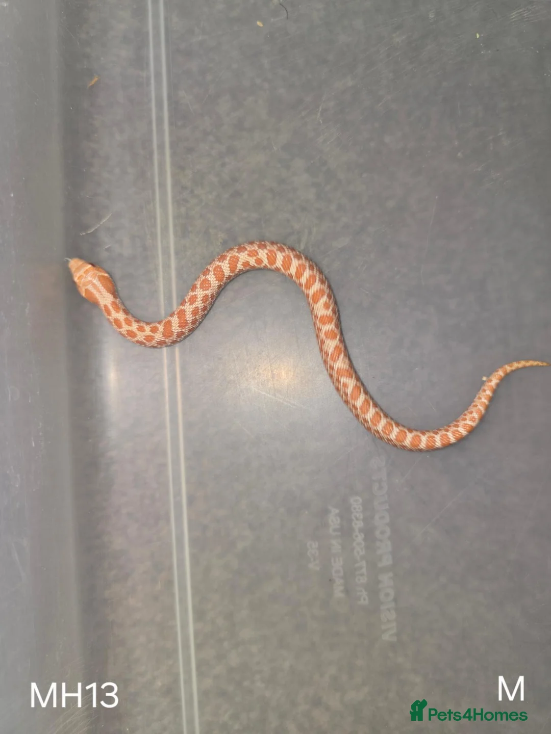 Snake reptiles for sale: Baby Hognoses in Wokingham - Advert 2