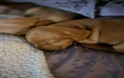 Mixed Breed dogs for sale: Frenchie x cockerpoo pups - Image 11