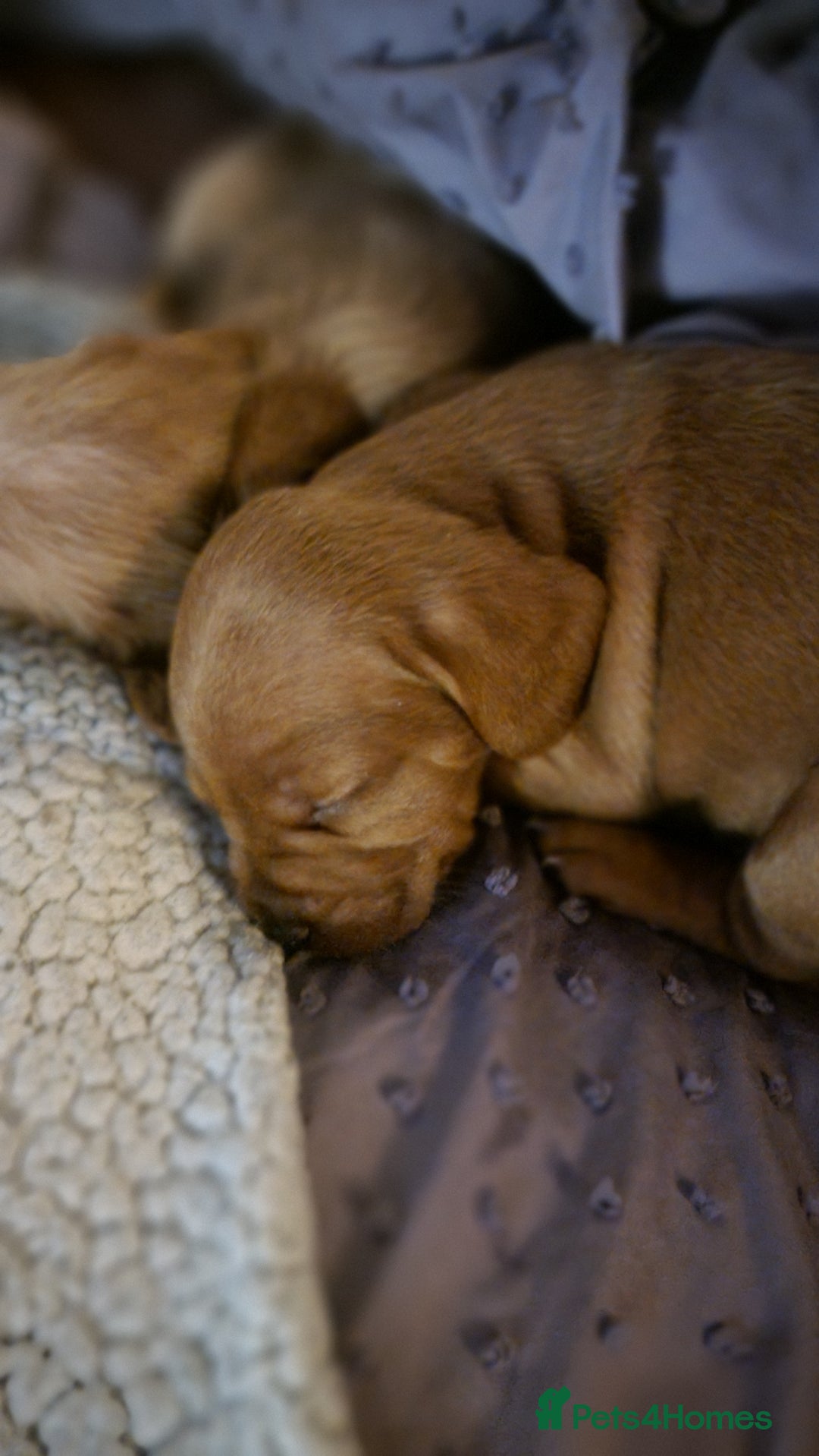 Mixed Breed dogs for sale: Frenchie x cockerpoo pups - Image 11