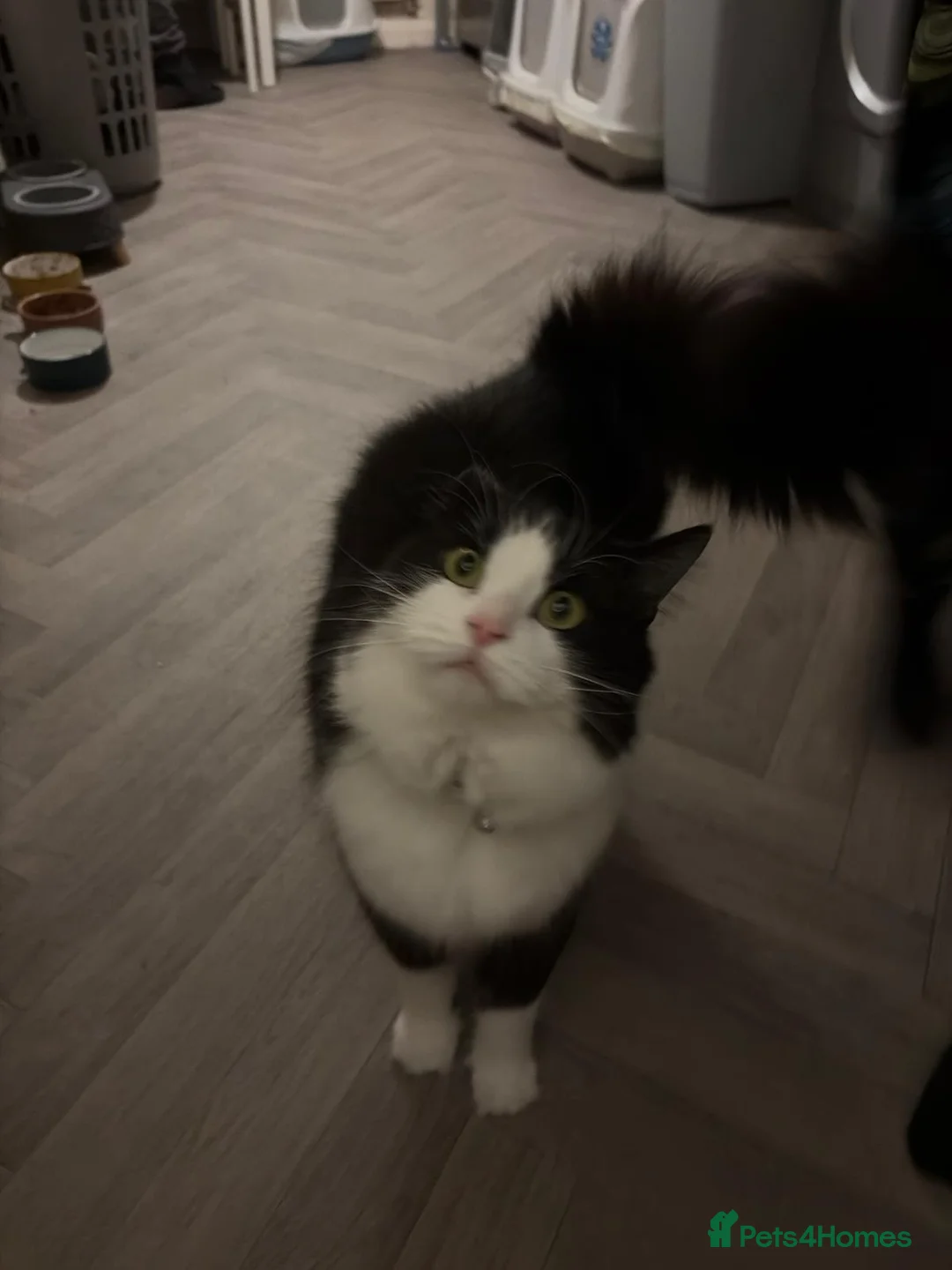 Norwegian Forest Cat cats for sale: Moo  £150 ONO - Advert 2