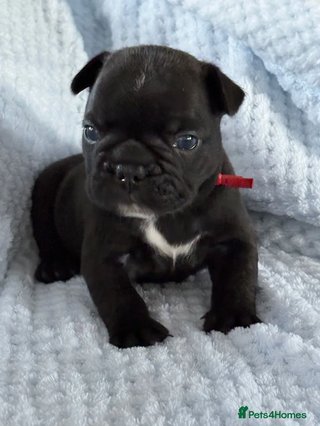 French Bulldog dogs for sale: Stunning litter of frenchies  - Advert 2