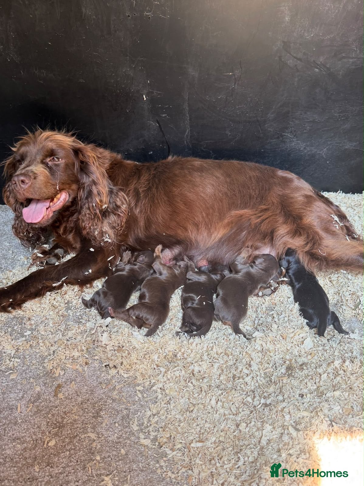 Sprocker dogs sprocker puppies  - Advert 16