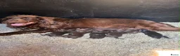 Sprocker dogs for sale: sprocker puppies  - Advert 1