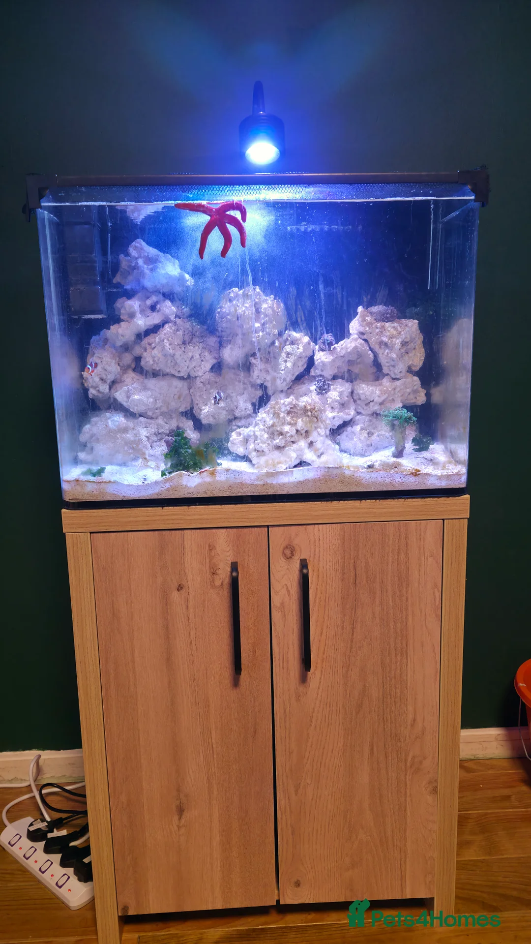 Other/Mixed Breed fish for sale: Complete Marine setup in London - Advert 2