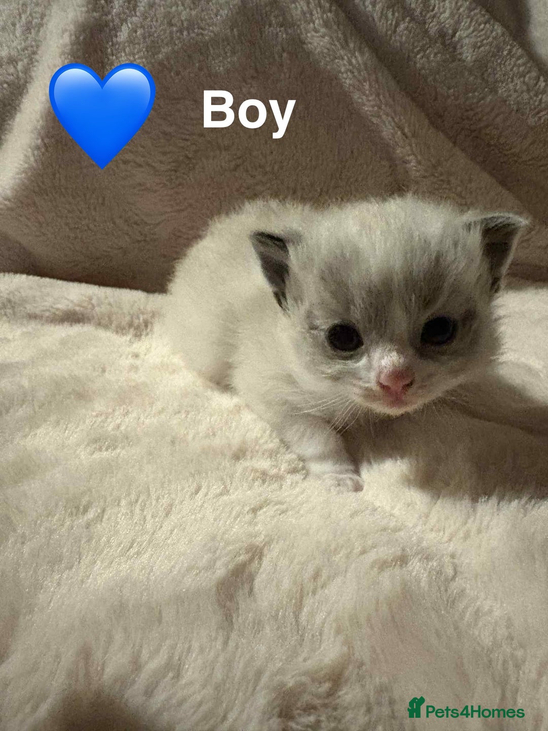 Ragdoll cats for sale: 2 Ragdoll kittens  - Advert 3