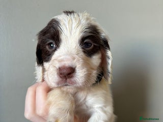 Cocker Spaniel dogs Working Cocker Spaniel Puppies - Advert 1