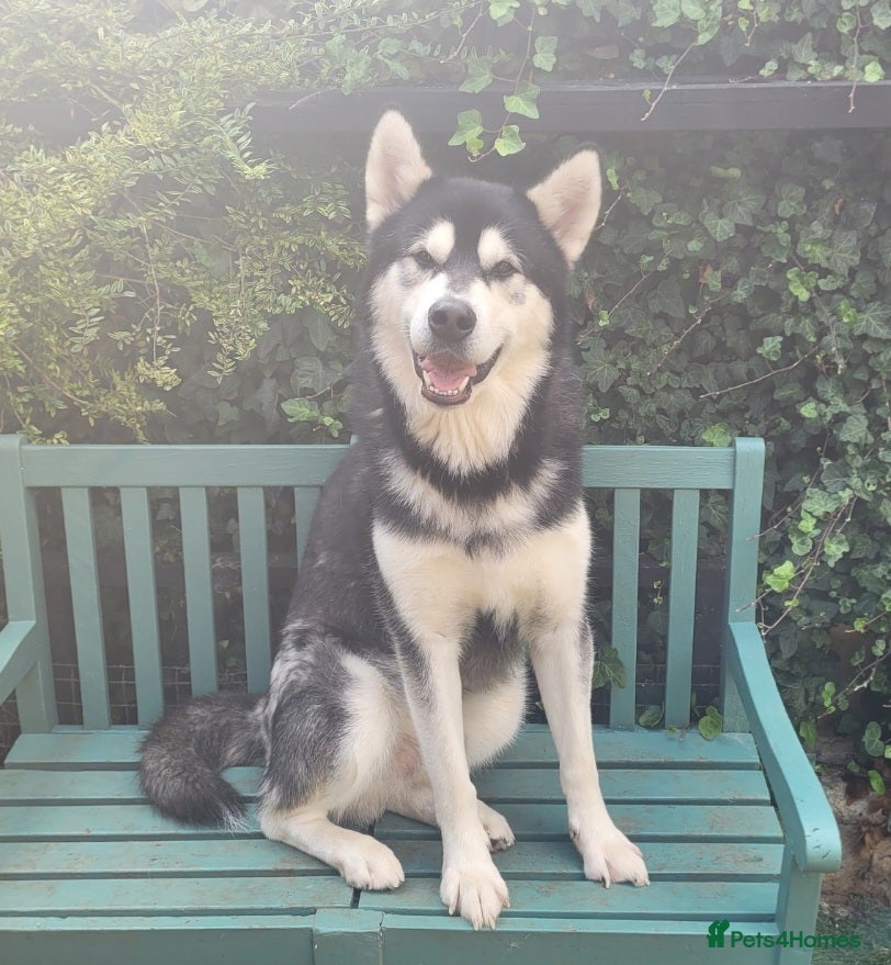 Alaskan Malamute dogs Proven Alaskan malamute for stud - Advert 3