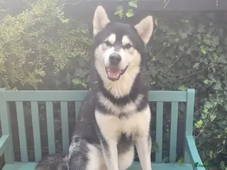 Alaskan Malamute dogs Proven Alaskan malamute for stud - Advert 3