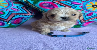 Maltipoo dogs - Advert 2