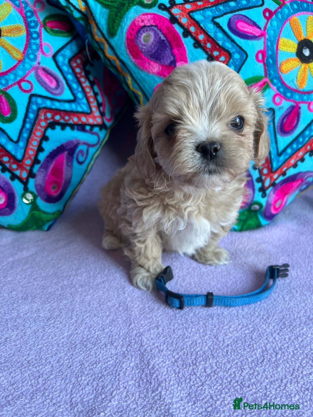 Maltipoo dogs for sale: Stunning Malticavapoo puppies NORTH STAFFORDSHIRE - Image 11
