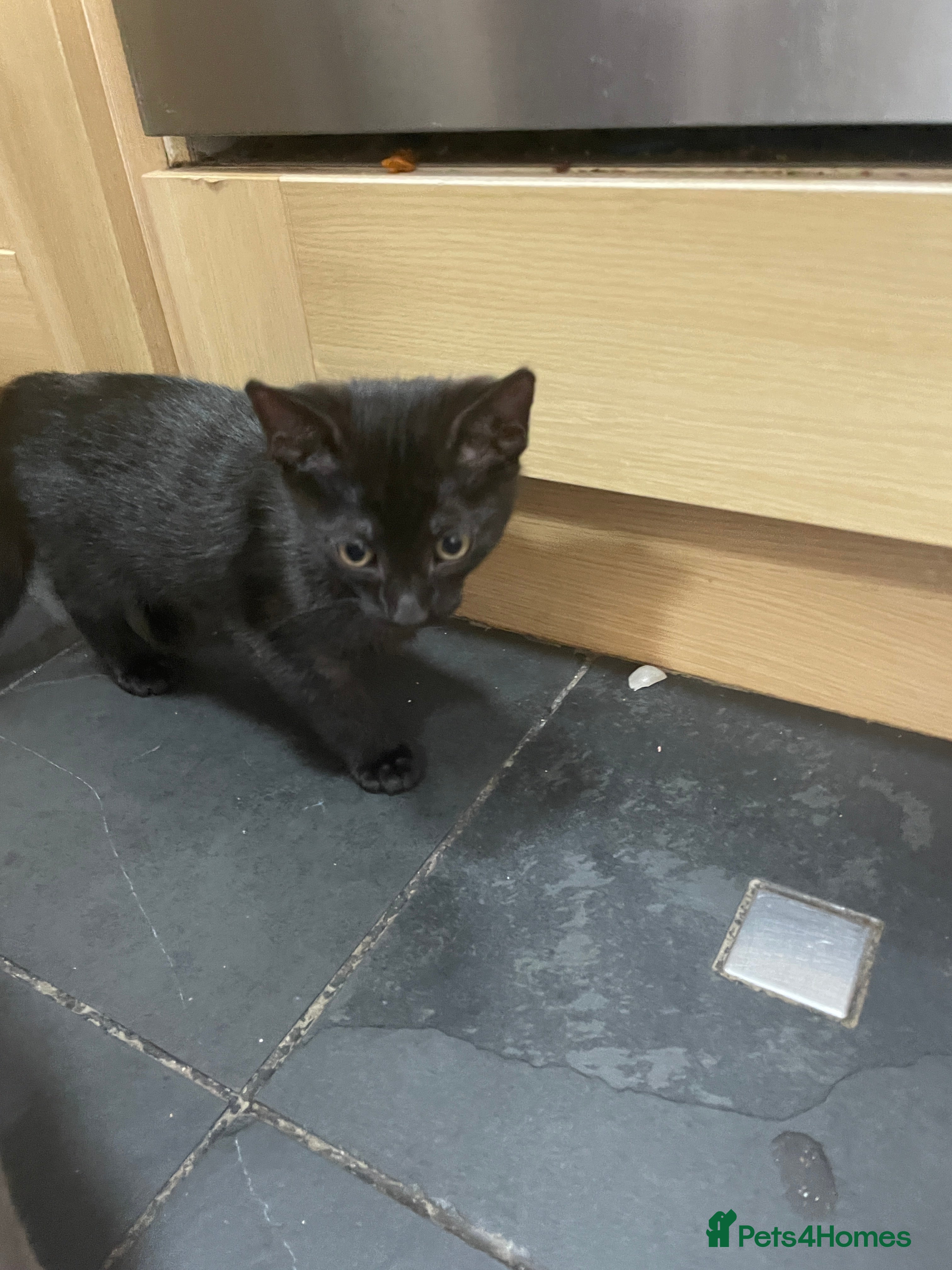 Mixed Breed cats Black kitty  looking for new home  - Advert 22