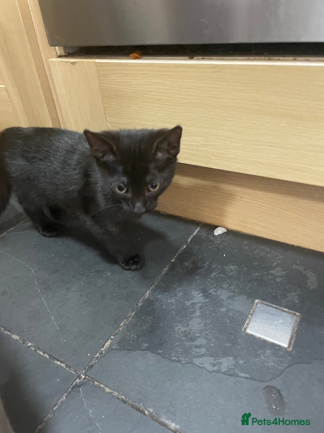 Mixed Breed cats for sale: Black kitty  looking for new home  - Advert 1