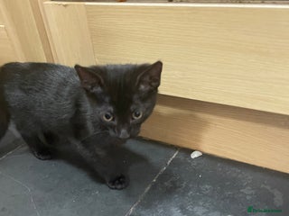 Mixed Breed cats Black kitty looking for new home - Advert 21