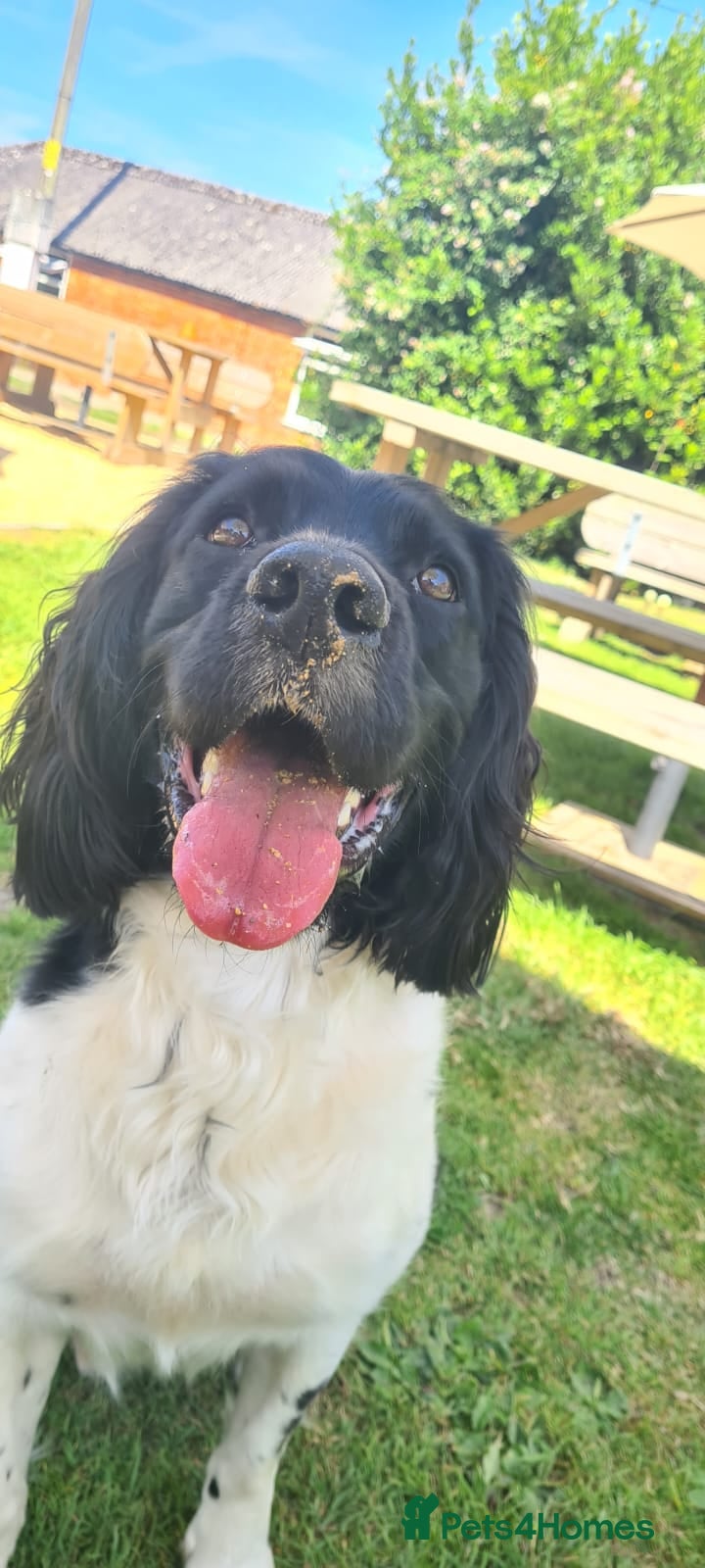 English Springer Spaniel dogs Lord Shiya at Stud - Advert 10