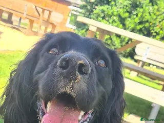 English Springer Spaniel dogs Lord Shiya at Stud - Advert 10