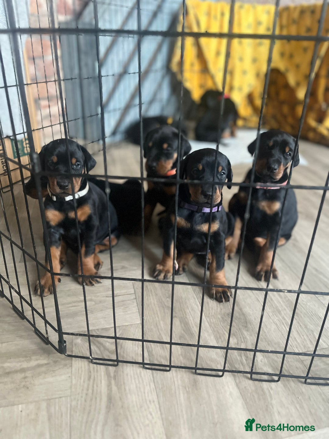 Dobermann dogs for sale: 🏆Supreme Dobermanns - Where Excellence Begins 🏆 - Advert 9