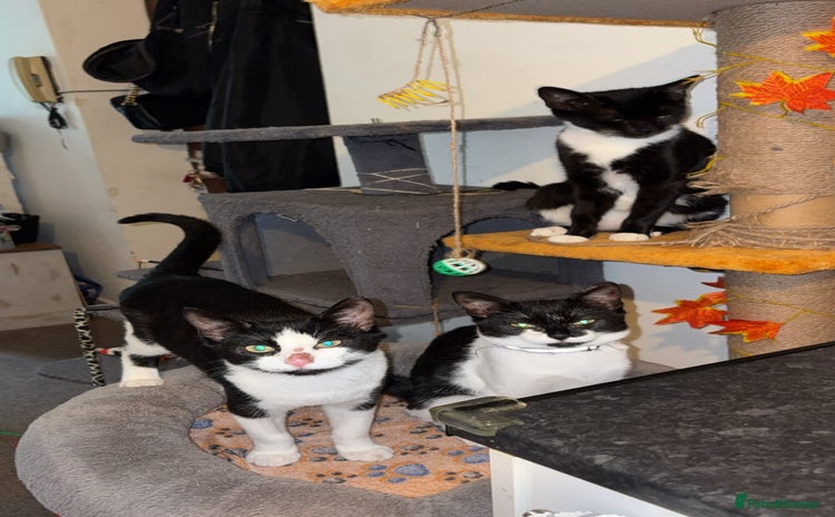 Bombay cats in Sheffield - Advert 19