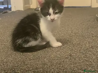 Mixed Breed cats 1 male kitten left - Advert 1