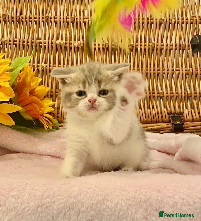 Scottish Fold cats 🧸QUALITY TICA REG FAWN SCOTTISH/BSH 😻🧸 - Advert 2