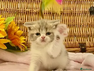 Scottish Fold cats 🧸QUALITY TICA REG FAWN SCOTTISH/BSH 😻🧸 - Advert 2