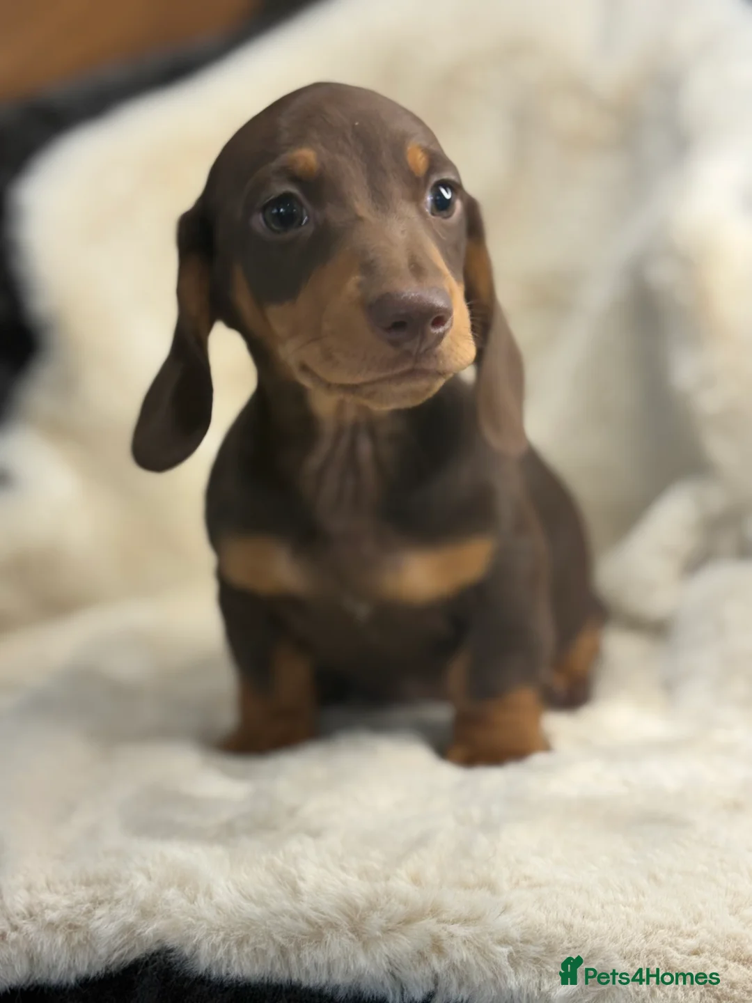Miniature Dachshund dogs for sale: Top quality mini smooth dachshund pups  - Advert 13