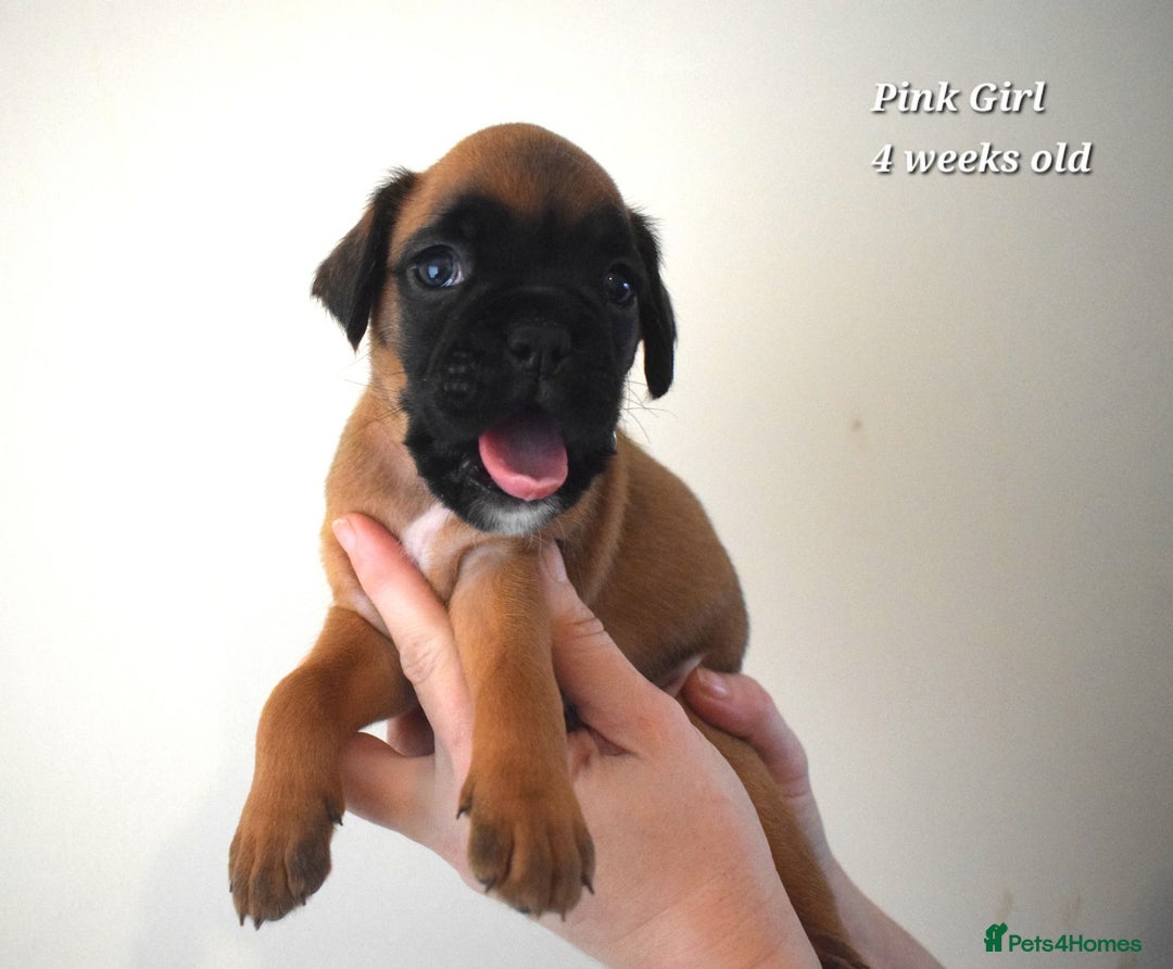 Boxer dogs for sale: 9 Beautiful Boxer Pups - Available from 22/12/2025 - Advert 6