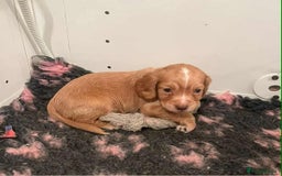 Cocker Spaniel dogs for sale: Gorgeous Health Tested Working Cocker Spaniels - Image 6