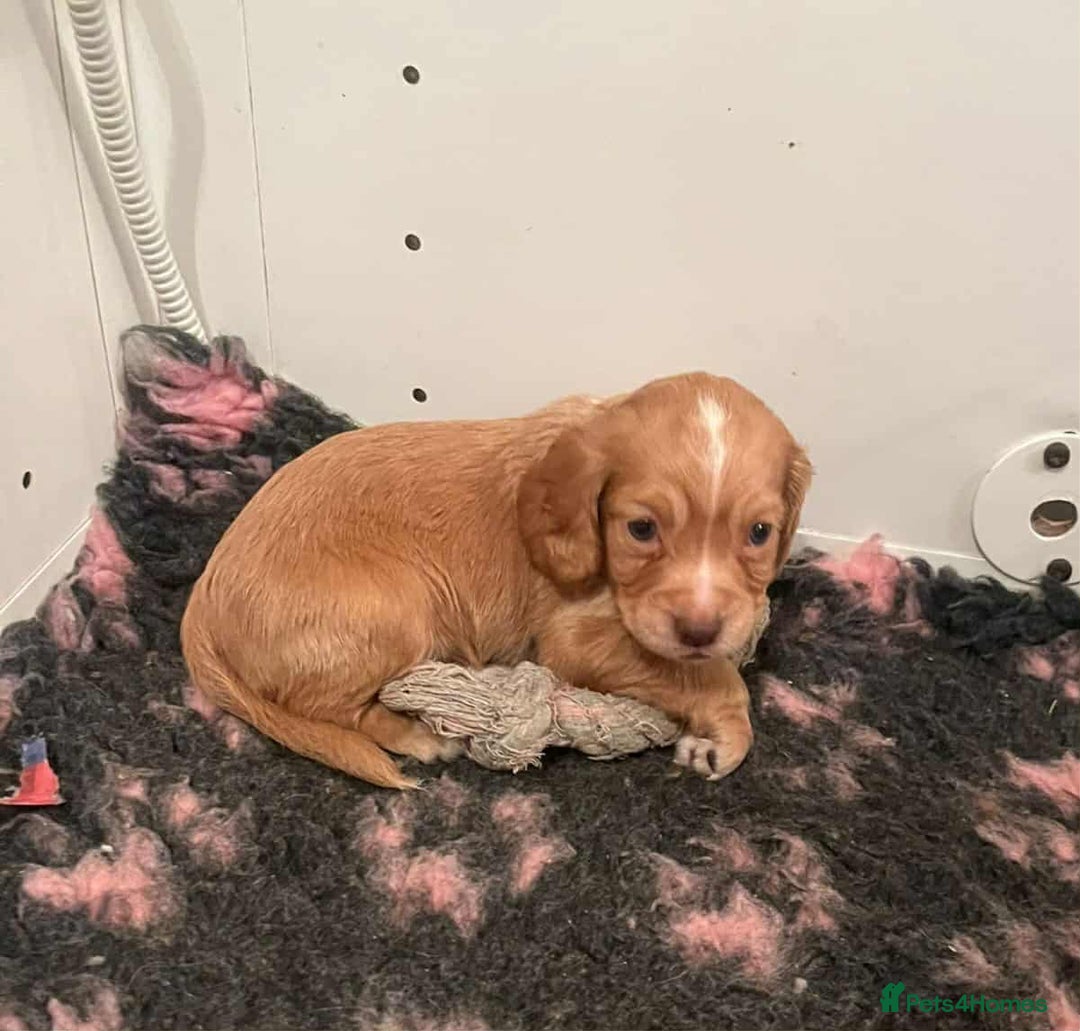 Cocker Spaniel dogs for sale: Gorgeous Health Tested Working Cocker Spaniels - Image 6