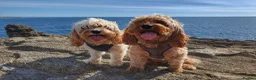 Cavapoo dogs for sale: Beautiful Red Cavapoo Puppies F1BB in Boston - Advert 6