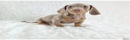 Miniature Dachshund dogs for sale: Stunning Miniature Dachshund Puppies  - Advert 33