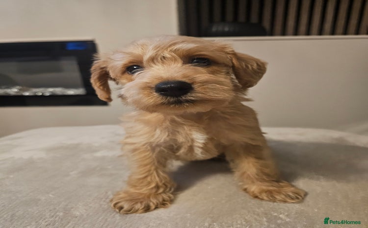 Schnoodle dogs - Advert 1