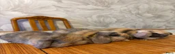 English Lop rabbits for sale: Rabbits - Advert 2