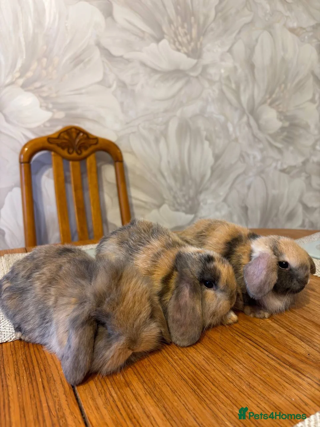 English Lop rabbits for sale: Rabbits - Advert 2