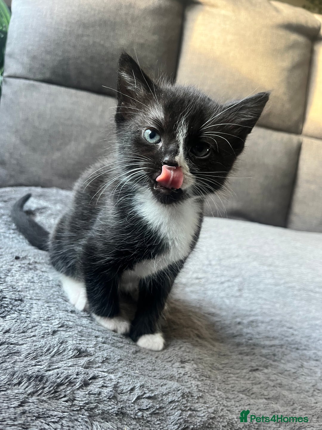 Mixed Breed cats for sale: Last boy available! - Advert 1