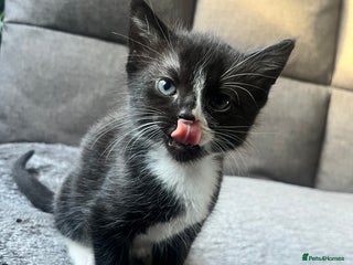 Mixed Breed cats Last boy available! - Advert 1