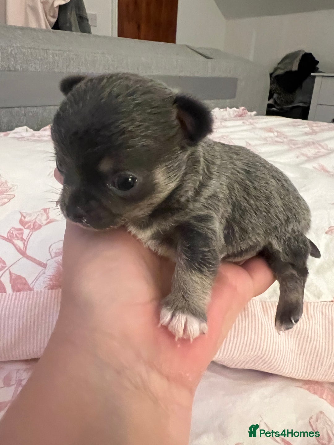 Chihuahua dogs for sale: Little girl available soon  - Image 4