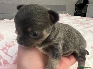 Chihuahua dogs - Advert 4