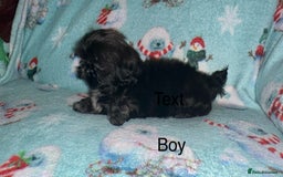 Shih Tzu dogs for sale: Shih tzu puppys  - Image 3
