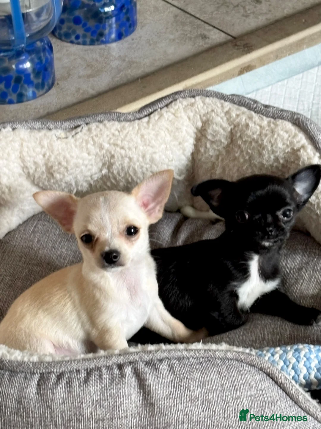 Chihuahua dogs for sale: Gorgeous Chihuahua Puppies  - Advert 2