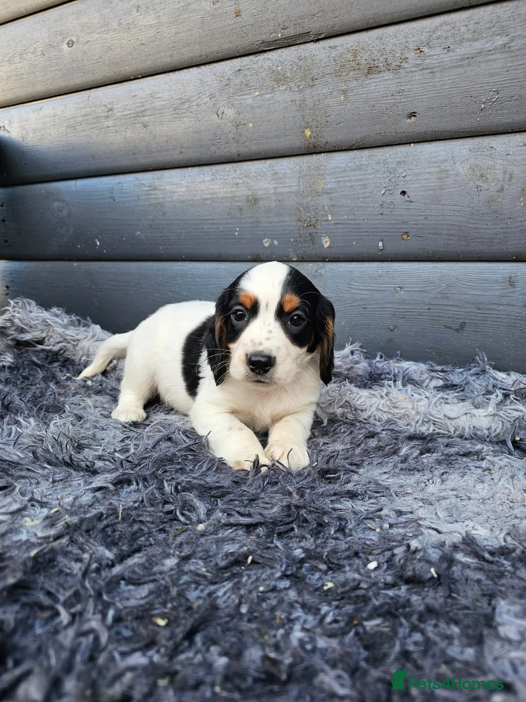Cocker Spaniel dogs for sale: Cocker spaniels puppys  - Advert 3