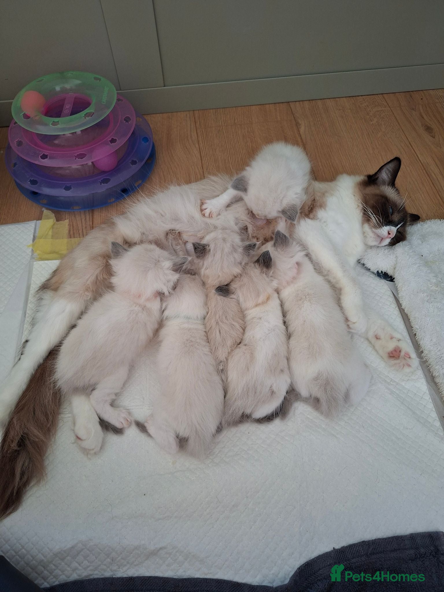 Ragdoll cats Ragdoll kittens  - Advert 18