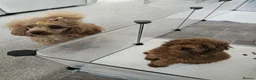 Miniature Poodle dogs for sale: Last Red Miniature Poodle  in Hinckley - Advert 4