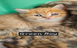 British Shorthair cats for sale: BSH GOLDEN KITTENS - Advert 21