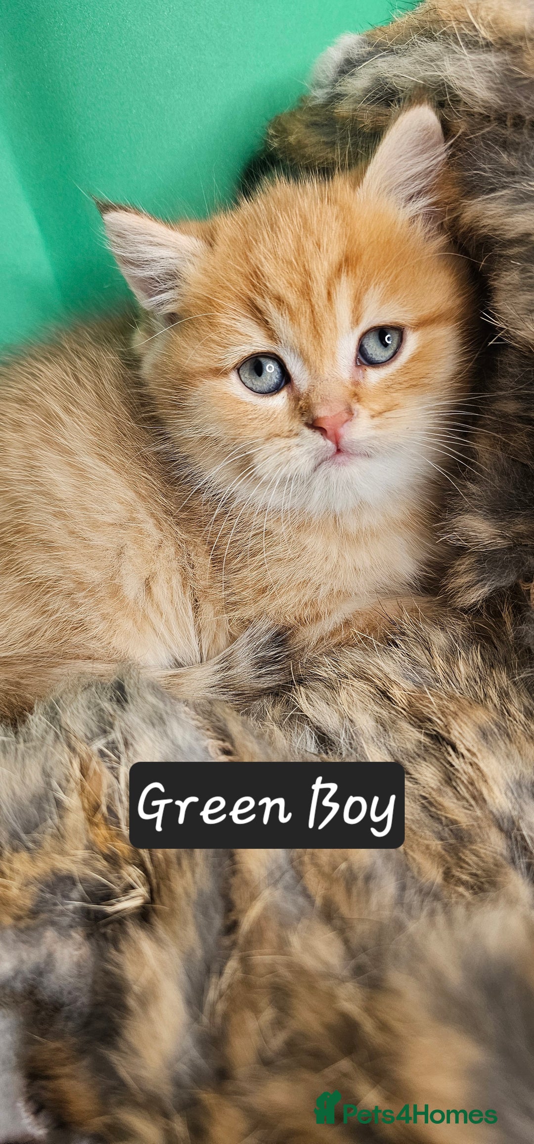 British Shorthair cats for sale: BSH GOLDEN KITTENS - Advert 21