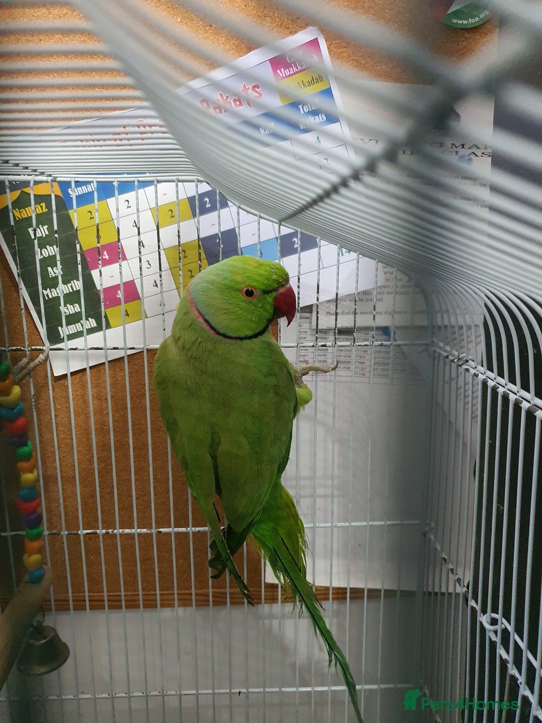 Parrots birds for sale: 🦜 Parrots for Sale – Calm & Beautiful Companions - Image 3