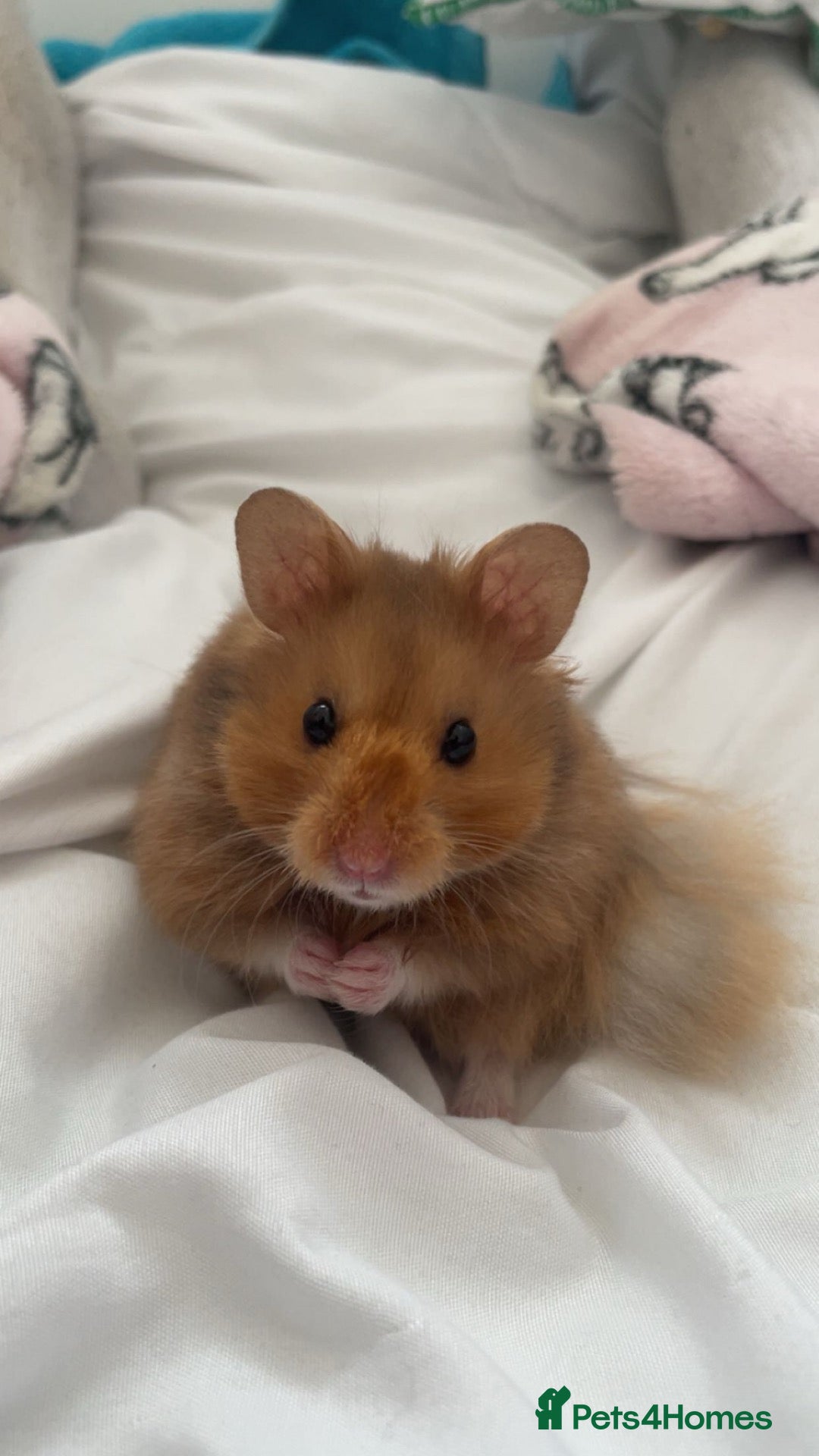Hamster rodents for sale: Hamster looking for a forever home - Advert 1