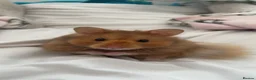 Hamster rodents for sale: Hamster looking for a forever home in Grantham - Advert 1